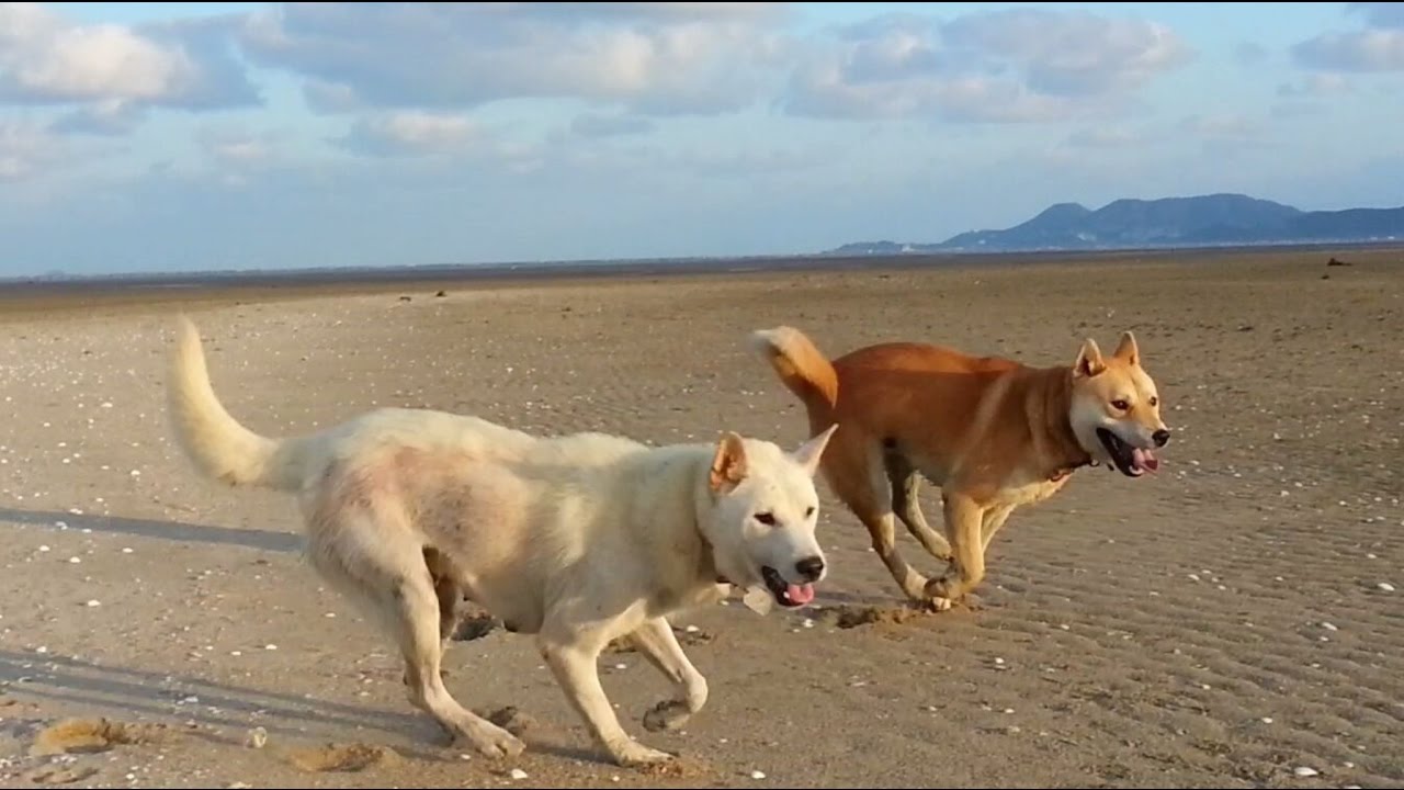Dog couple of a beautiful day on the foreshore 애완동물 칩