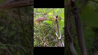 Praying Mantis Eating Snake Alive!! *Graphic*