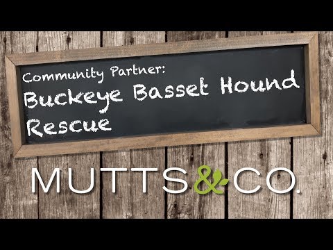 buckeye basset hound rescue