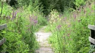 ENS du Val d'Oise : Le marais de Boissy