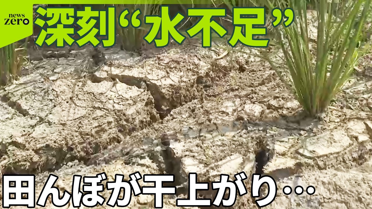 【深刻“水不足”】雨降らず稲枯れる「新米」影響は…  ダム貯水率「0%」も