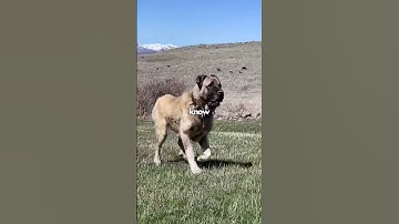 Wolves Vs Kangal! 🥶