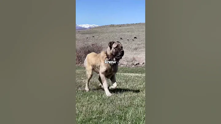 Wolves Vs Kangal! 🥶