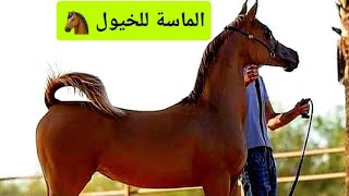 ملخص اسعار الخيول العربي الاصيل و الخيل المختوم في مصر
