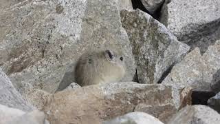 Pikas Of Snow Leopard Lodge - A Closer Look At The Large-Eared Pikas