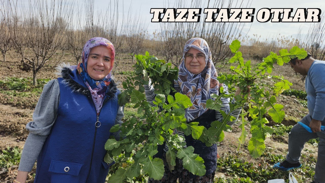 OT TOPLAMA~YENİ ÇEKMİŞ BU OTLAR TAZE TAZE #köydehayat #köy #köydeyaşam #köyhayatı #doğa 