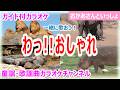 【カラオケ】わっ!!おしゃれ 一緒に歌おう! NHK Eテレ「おかあさんといっしょ」ソング 作詞:阿部直美 作曲:淡海悟郎