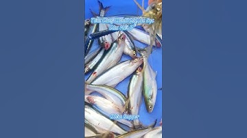 #Shorts / Câu tôm càng xanh cá xác sọc mồi này nó khoái lắm miền tây sông nước #KiềmRapper