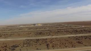 Drones Expose Massive Beef Feedlots