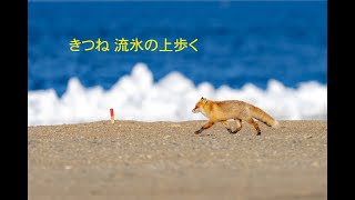 北海道　野付半島　キツネと流氷