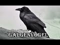 Galgenvogel | Krimi Hörspiel