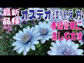 【ユーザー様】春・最新品種ダブルオステオスペルマムの鉢植えと管理方法【ダブルオステオスペルマム2月】