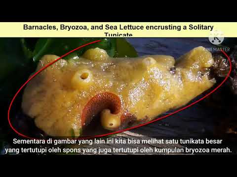 Benthos: Intertidal zones - Indonesian translations