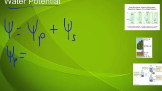 Water Potential