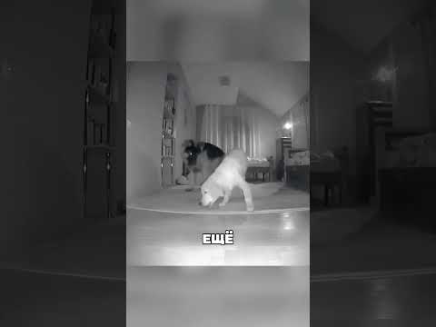 Собаки раскрыли страшный план 😰🐕🕵️