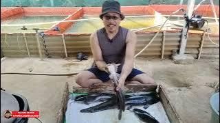 Cara cek induk lele siap pijah JANTAN dan BETINA