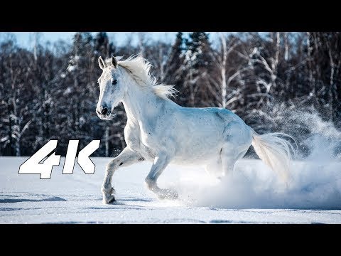4k videos lagging on pc 4k video snow for oled tv