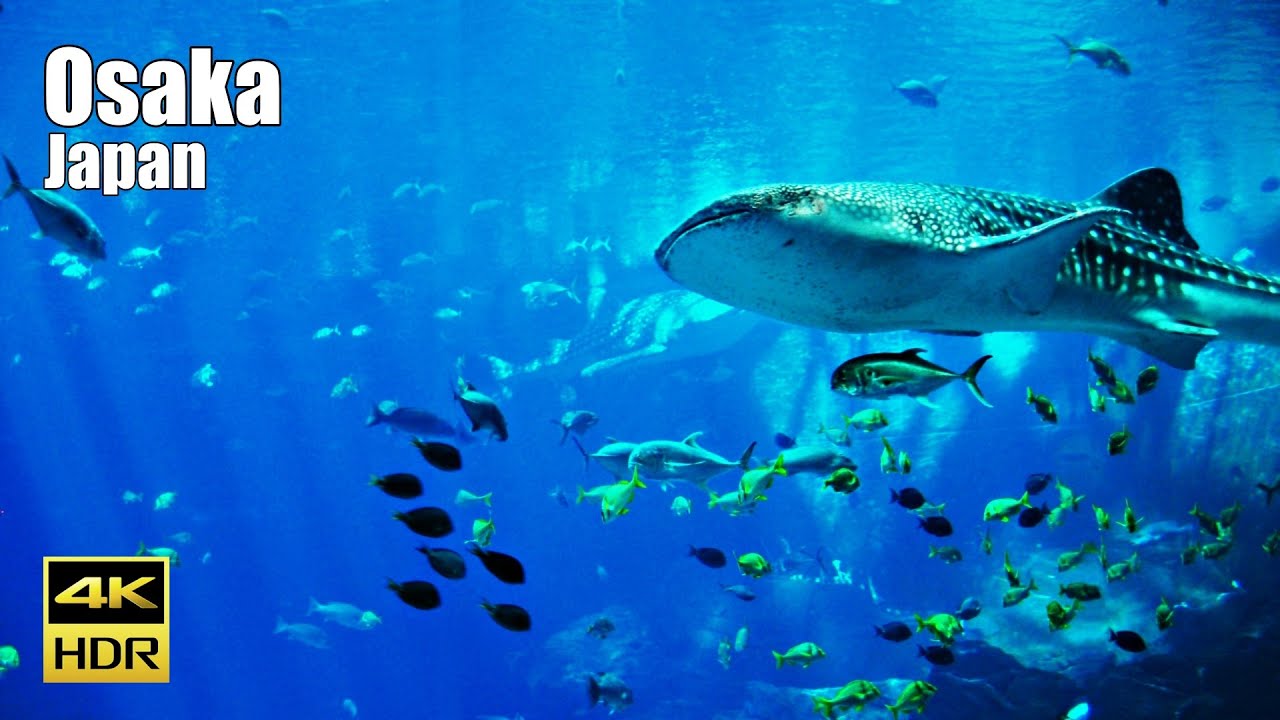 Osaka Aquarium Kaiyukan Complete Walking Tour 4K HDR | World's Best Aquarium Japan 🐋