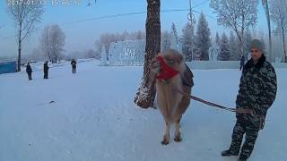 Городская елка в красноярске 2017! остров Татышева.