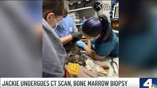 Veterinarians perform advanced diagnostic tests on Jackie the bald eagle