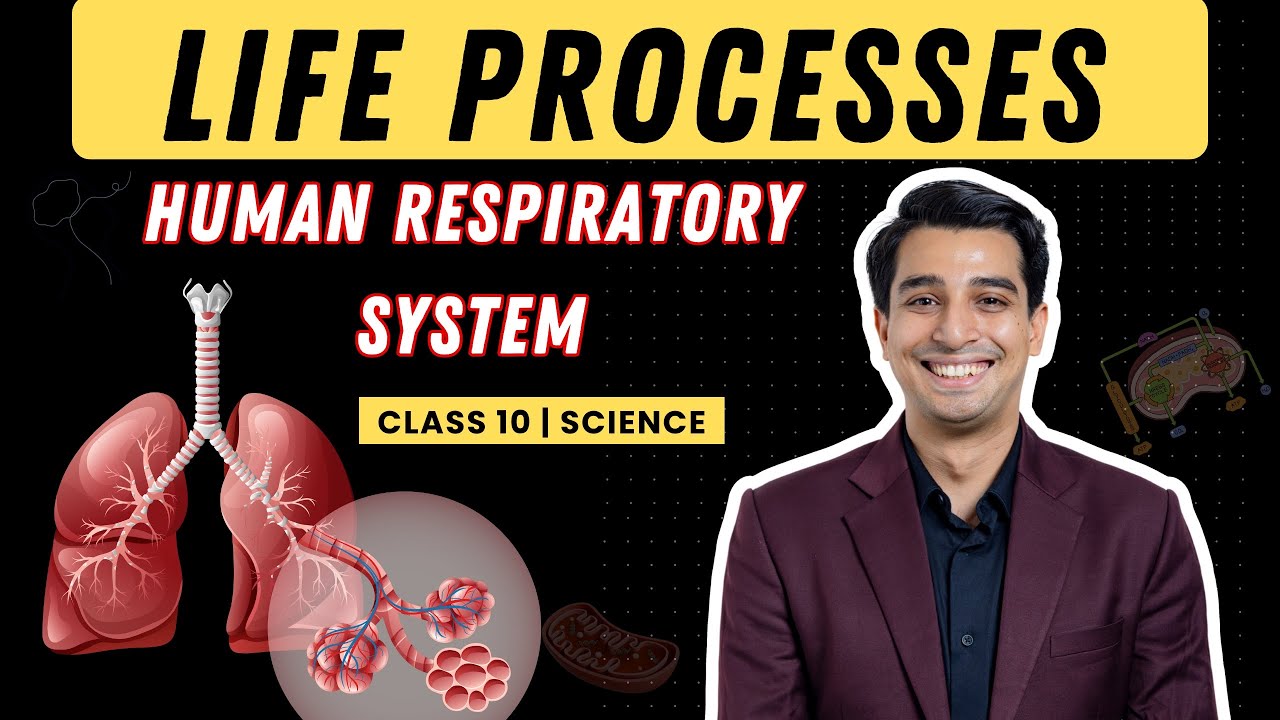 Human Respiratory System Class 10 🔬 | Life Processes Hindi | CBSE 2026 ...