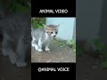 These Animals Are Actually Terrifying #animals #scary #shorts