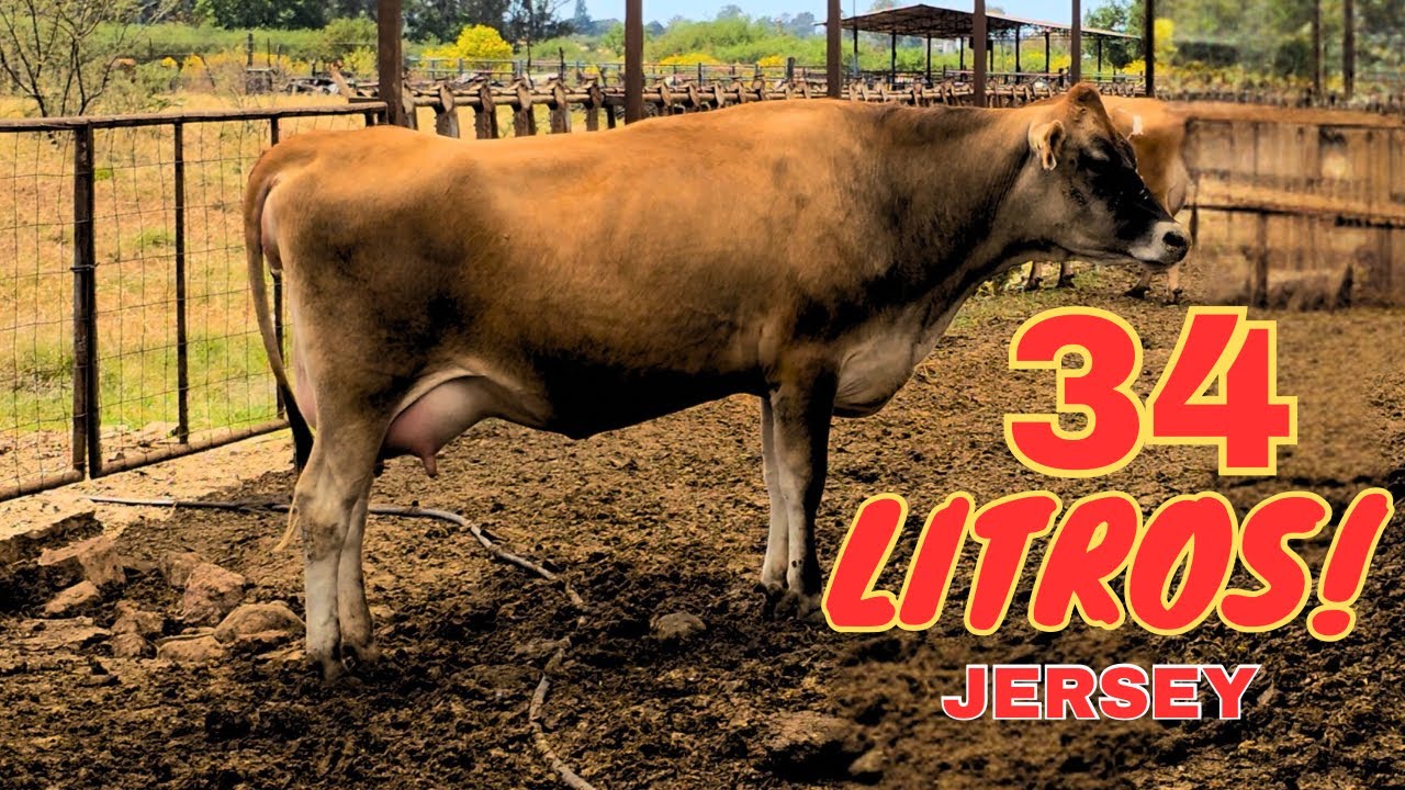 Ganadería Regenerativa con Jersey de 34 litros | RANCHO EL PROGRESO