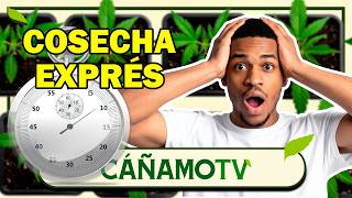 EXPRESS 12/12 Harvest from Seed: Myth or Ultimate Method? ⏱️🌿Mars Hydro