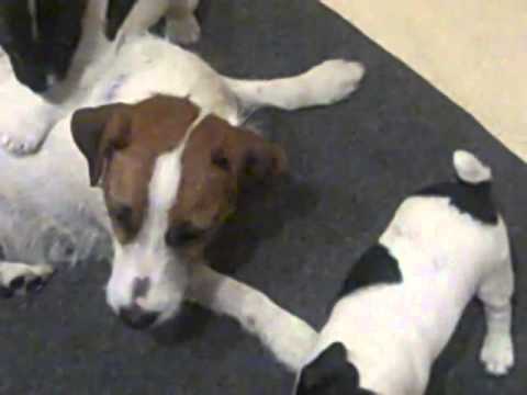 WEANING PUPPIES 6 WEEKS - roughouse - pup play - dogclub ...