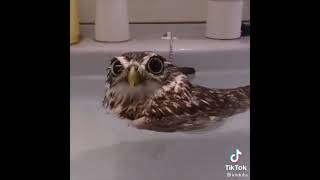 Ronnie The Owl UwU