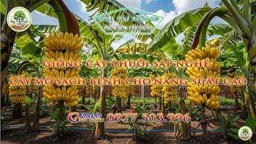 Giống Chuối Sáp Nghệ Cấy Mô Sạch Bệnh Năng Suất Cao/ 0977503996