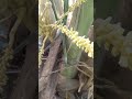 Honey bee collects pollen.