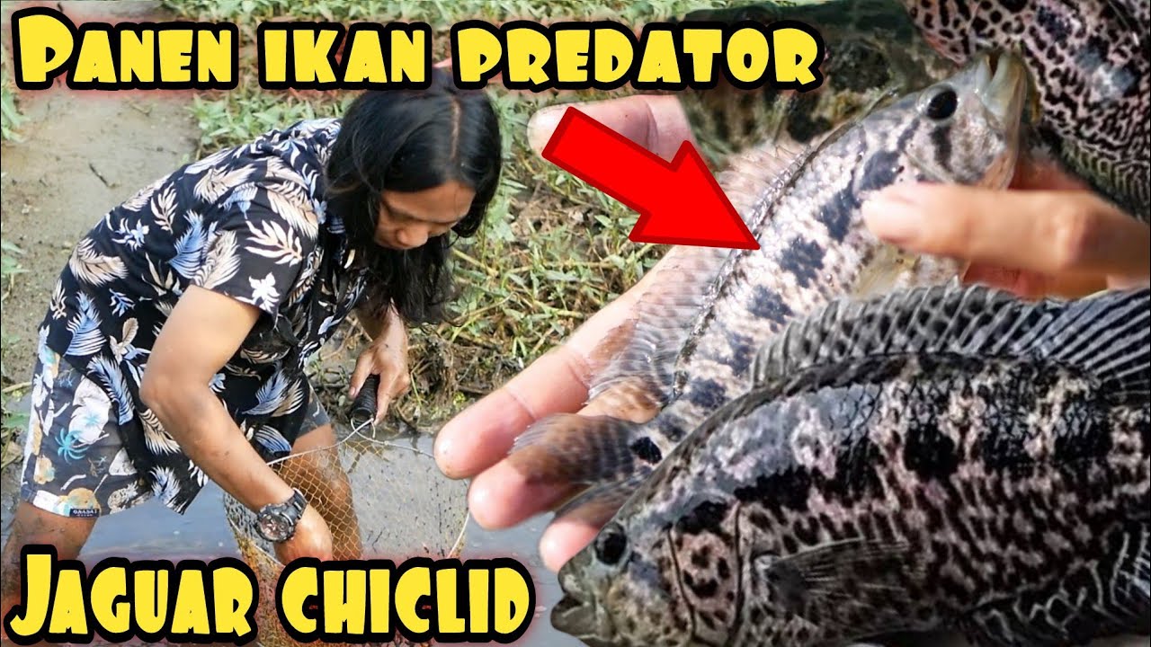 PANEN IKAN JAGUAR SECARA GERATIS
