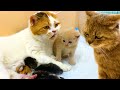 Dad cat punished mom cat that she left the kittens alone