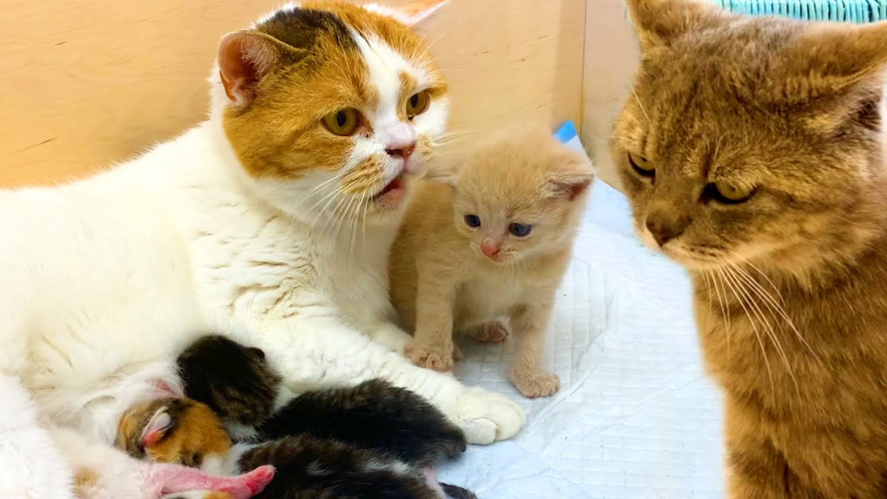 Do Father Cats Care About Their Kittens?
