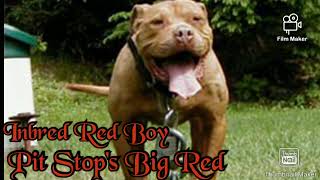 Back To The Woods Series Episode 49Pit Stop Kennelgreat Dogs