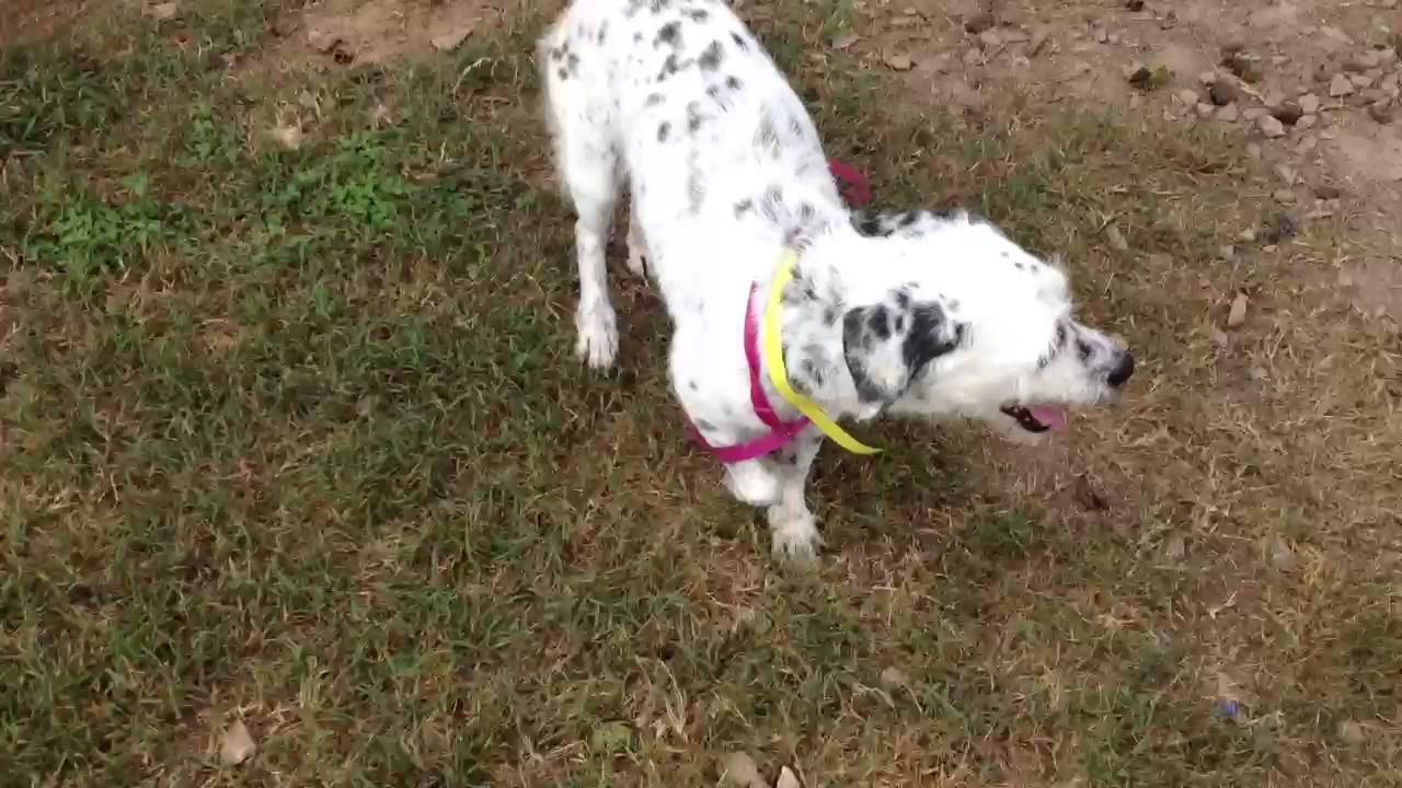 Dalmatian terrier mix - YouTube