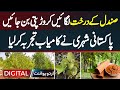 Sandal Tree Farming In Pakistan Sandal Ke Plant Lagaye Aur Crorepati Ban Jaye mp3