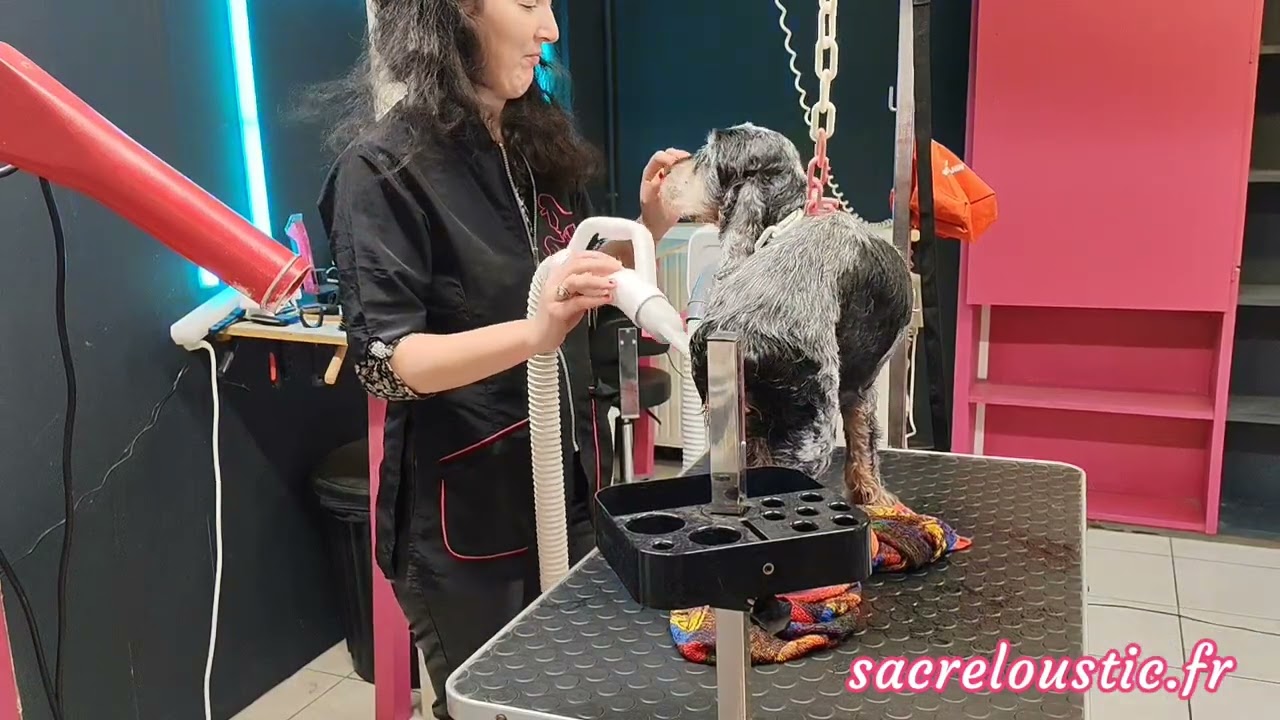 Portrait de Jingo, cocker de 13 ans