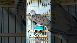 Suara Panggilan Sanji Tekukur Sri Lumbung Gacor