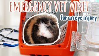 Baby Guinea Pig Emergency Vet Visit