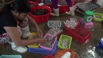 Sơ chế mực tươi trước khi đông lạnh tại Phú Quốc | Đời sống Plus