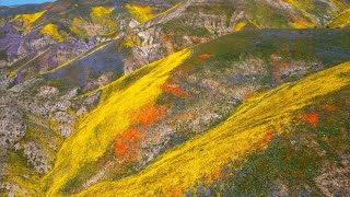 California Superbloom: Winter Rains Bring Spring Explosion of Colorful Wildflowers