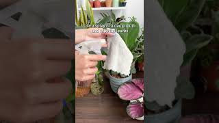 Cleaning Leaves Frequently Is Helpful For Your Plants