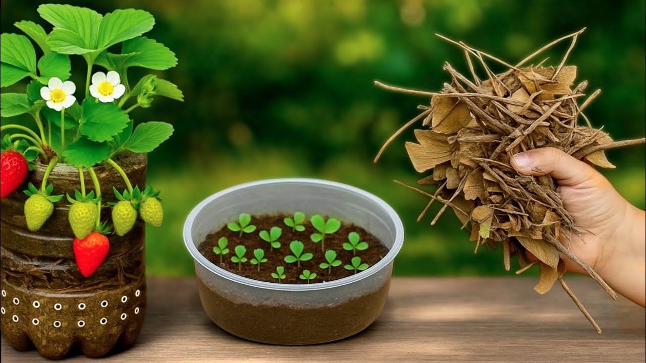 🍓Как выращивать клубнику: советы по посадке и уходу