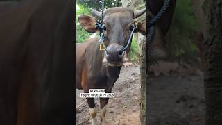 Cheap Balinese cattle, DKM class, 22 million, KLX FARM