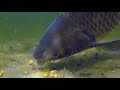 Catching a big carp underwater (Amur)