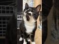 ハチワレ猫をなでなで🐈tuxedo-catざきお【猫動画】