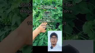 Menghitung modal dan laba dalam berkebun semangka