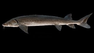 Feed And Grow Fish Sturgeon FEEDING FRENZY! screenshot 5